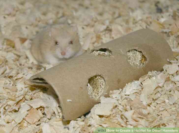 Image intitulée Créer un Habitat pour les Hamsters Nains Étape 4